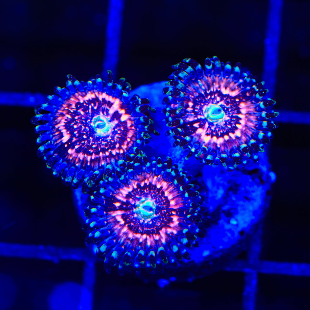 Pink Zipper Zoanthids Coral