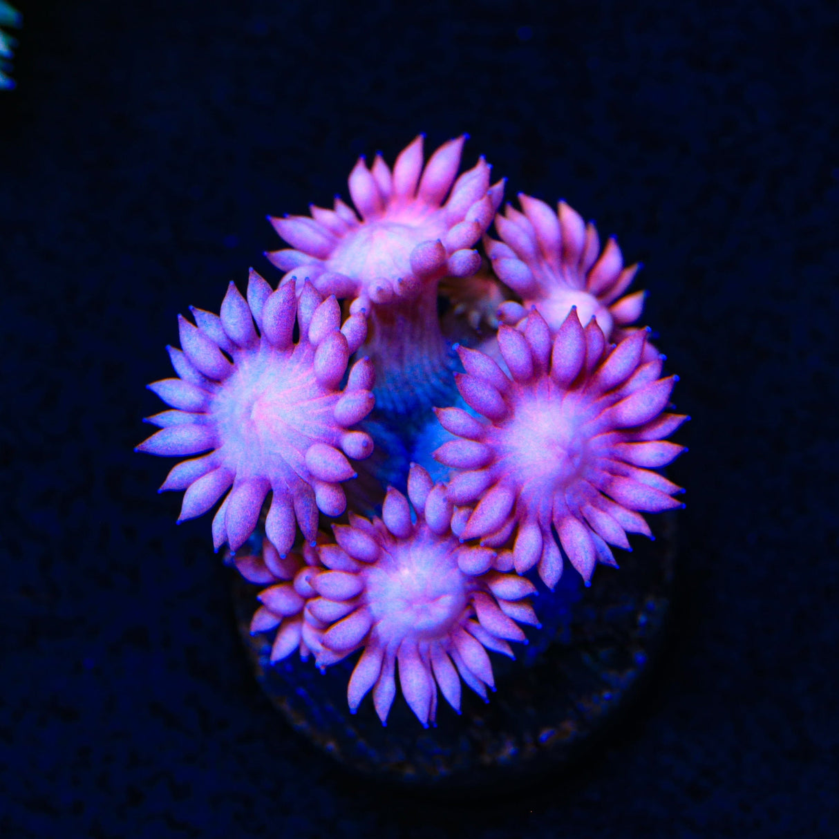 Pinky Goniopora Coral