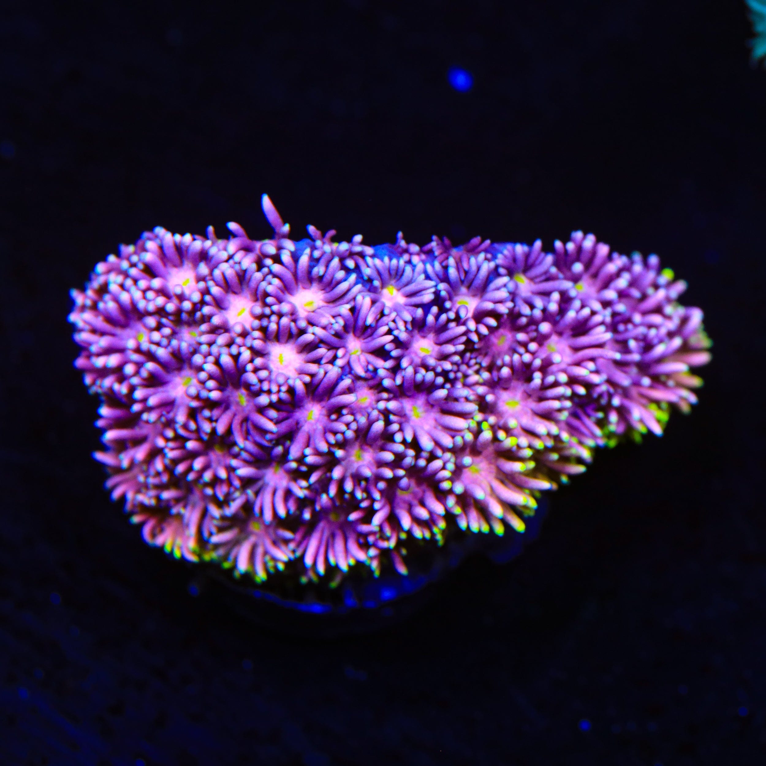 Pinky the Bear Goniopora Coral