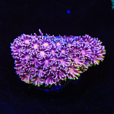 Pinky the Bear Goniopora Coral