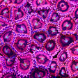 Playboy Bunny Zoanthids Coral