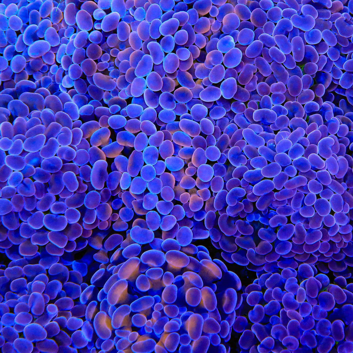 Plum Hammer Coral