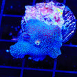 Polka Dot Mushroom Coral