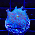 Polka Dot Mushroom Coral