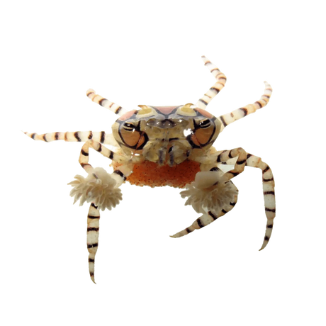 Pom Pom Crab – Lybia tessellata