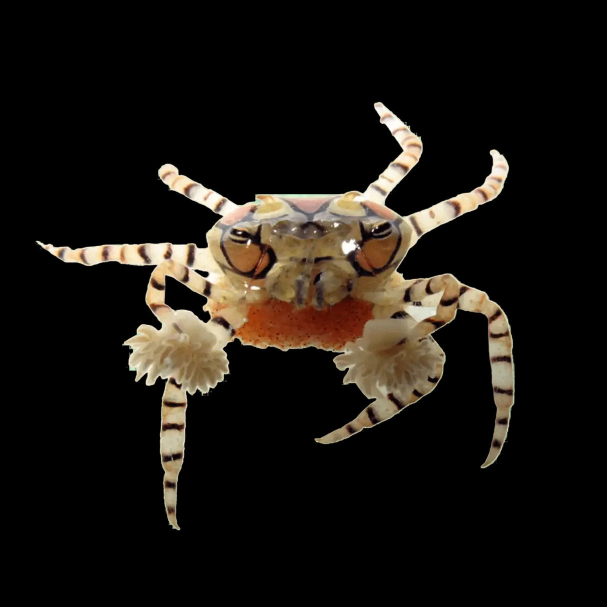 Pom Pom Crab – Lybia tessellata