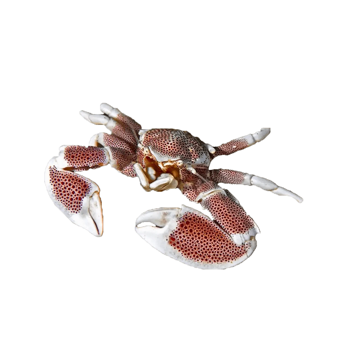 Porcelain Anemone Crab – Neopetrolisthes maculatus