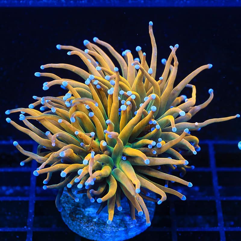 Pot of Gold Torch Coral