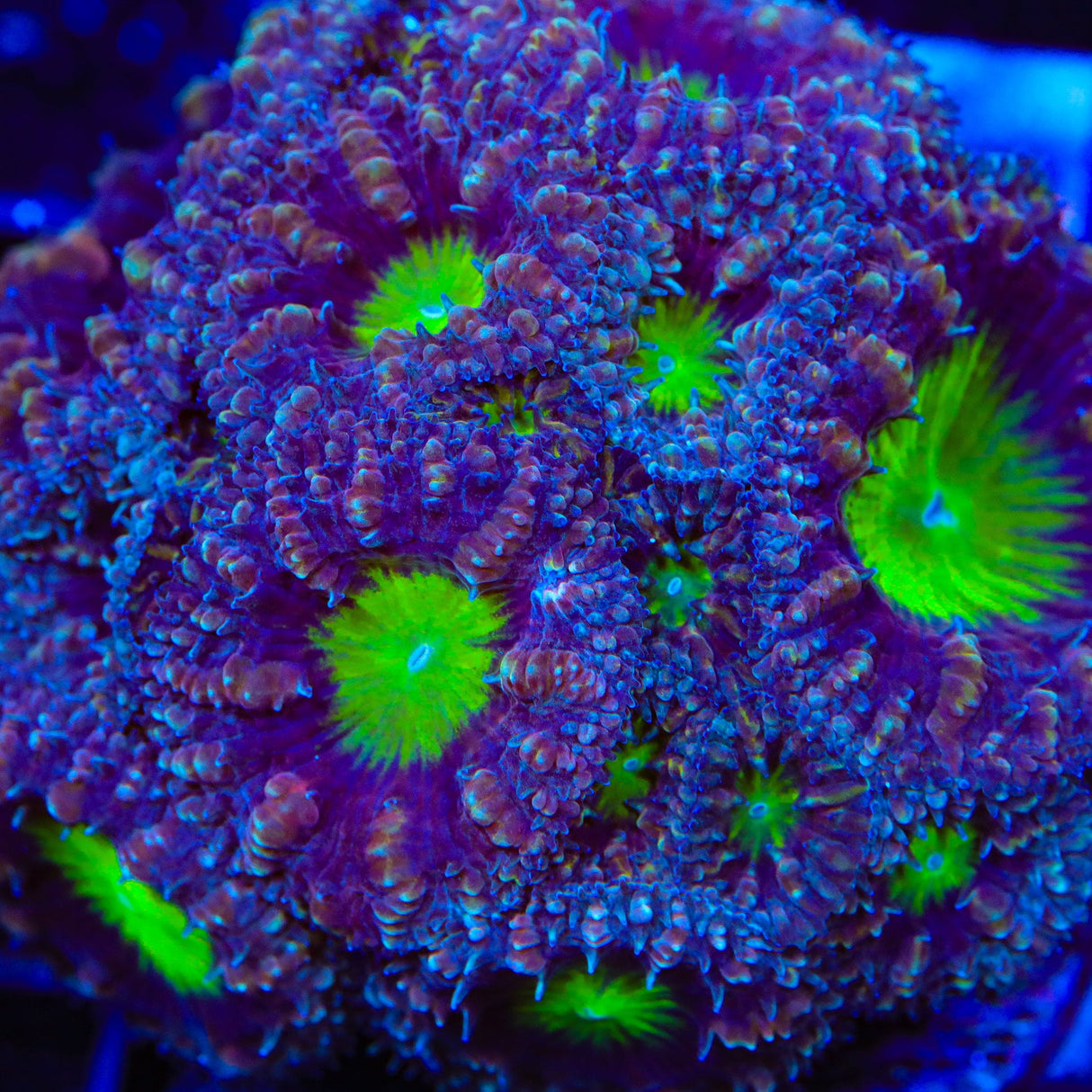 Potion of Life Blastomussa Coral