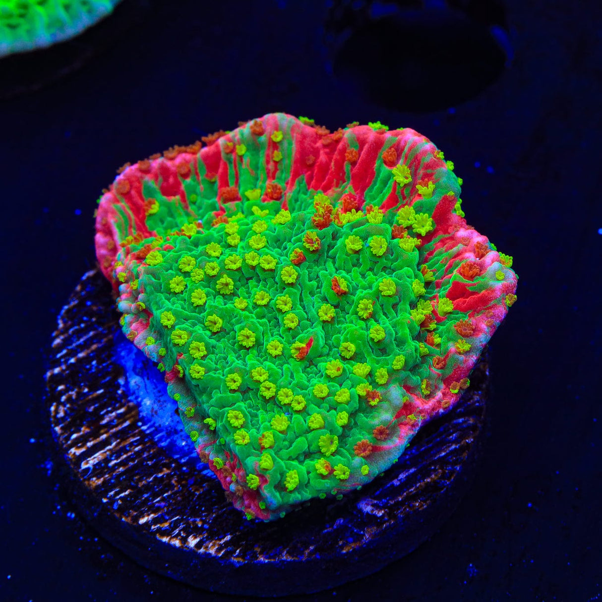 Premium WWC Sunfire Montipora Cap Coral