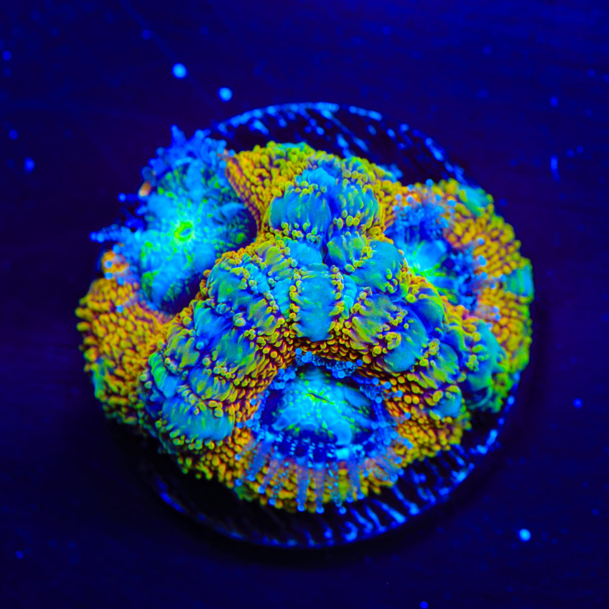 Prince of Theives Acan Coral