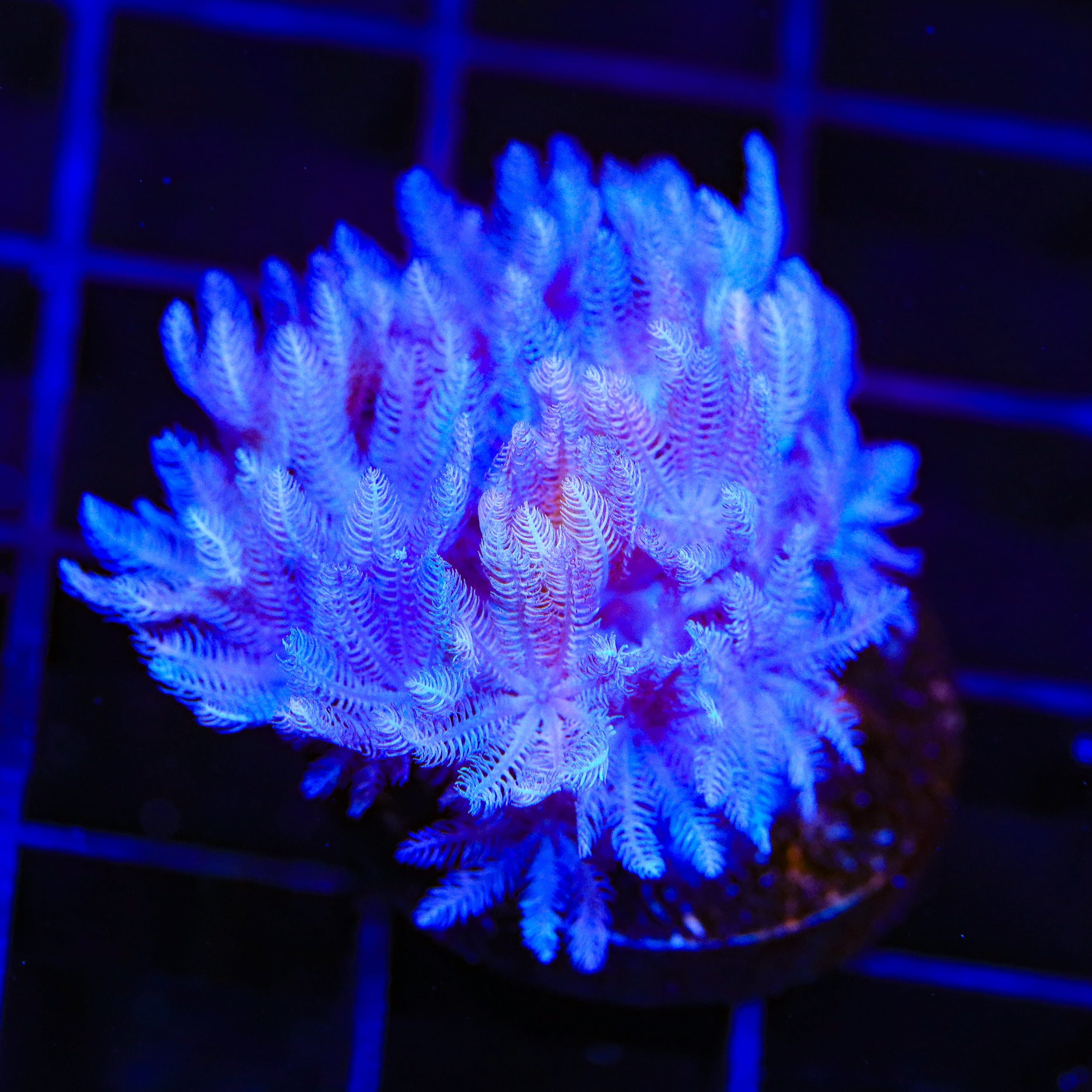 Pulsing Xenia Coral