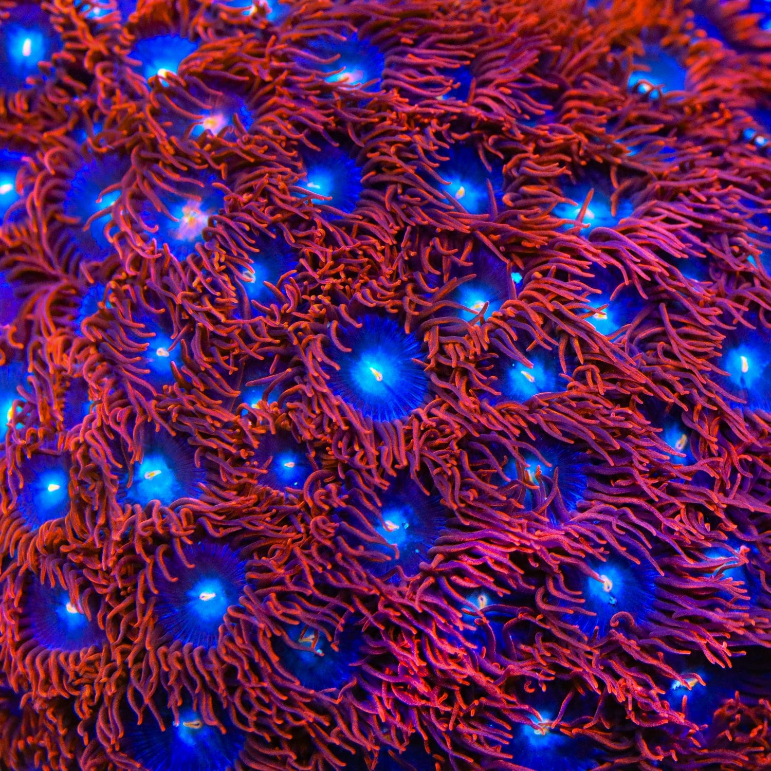 Punk Rocker Zoanthids Coral