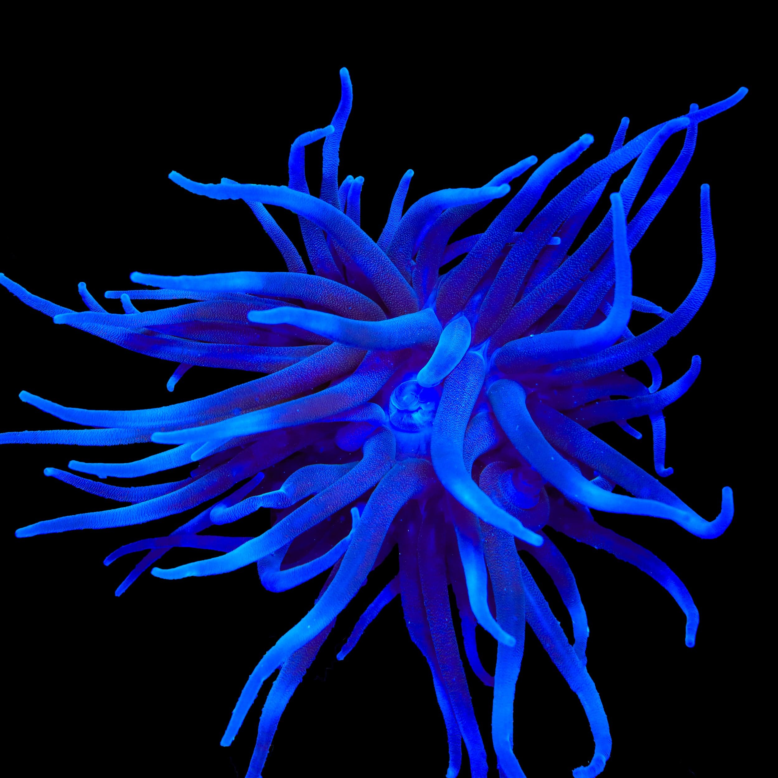 Purple Condy Anemone – Top Shelf Aquatics