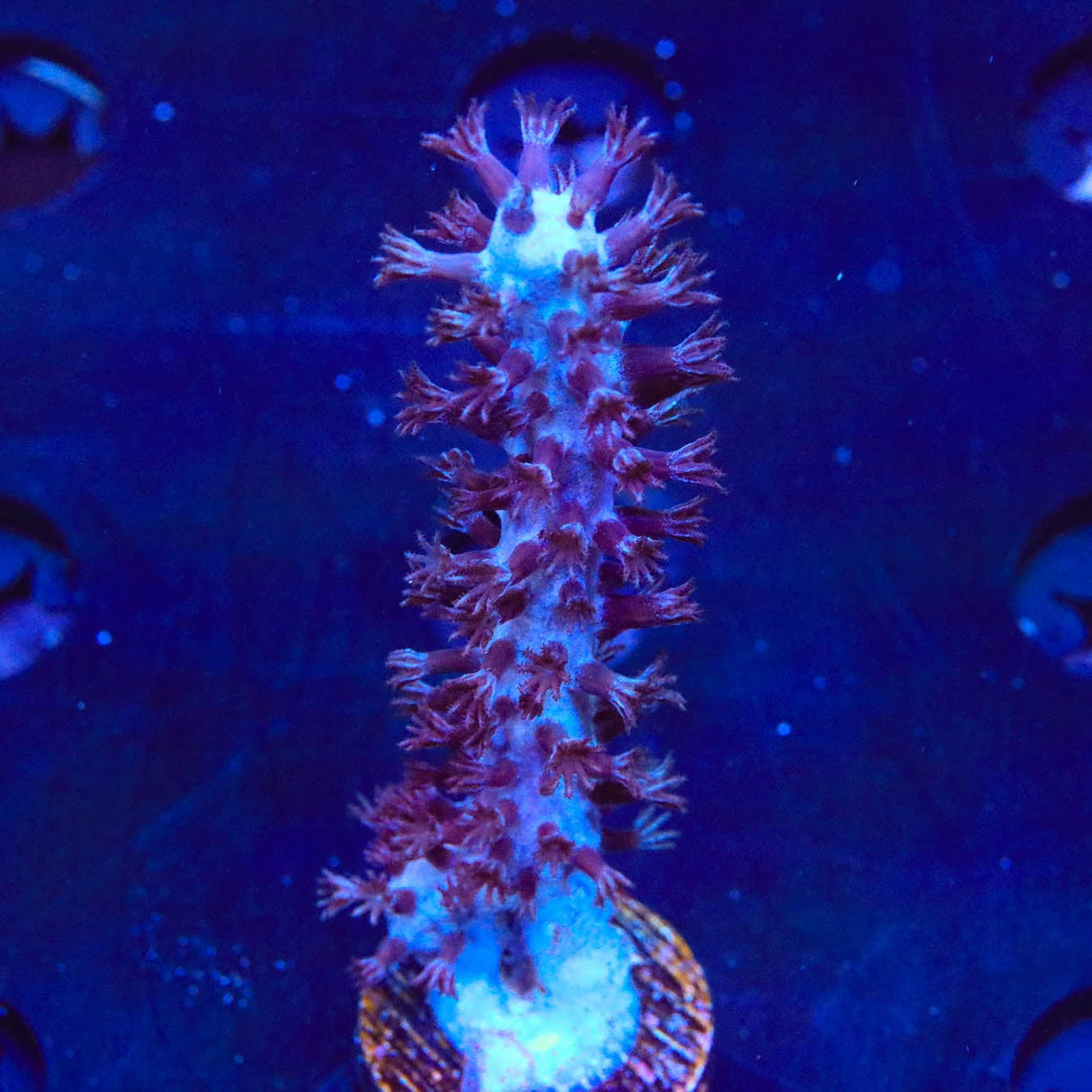 Purple Knobby Photosynthetic Gorgonian Coral