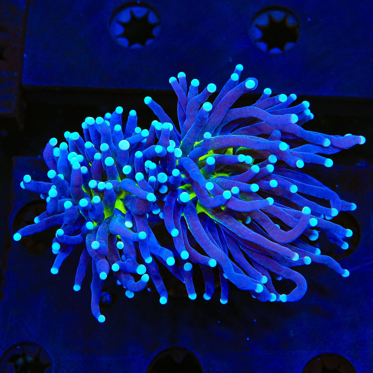 Purple Miami Mylasian Torch Coral