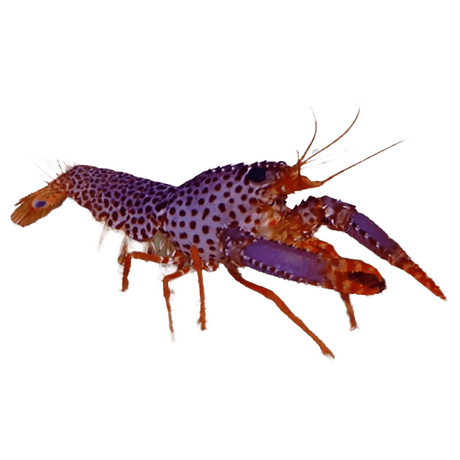 Purple Reef Lobster – Enoplometopus debelius