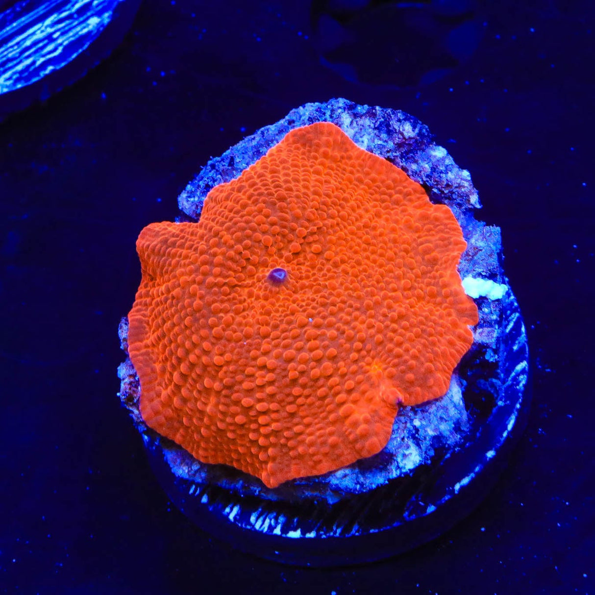 Radiant Red Mushroom Coral