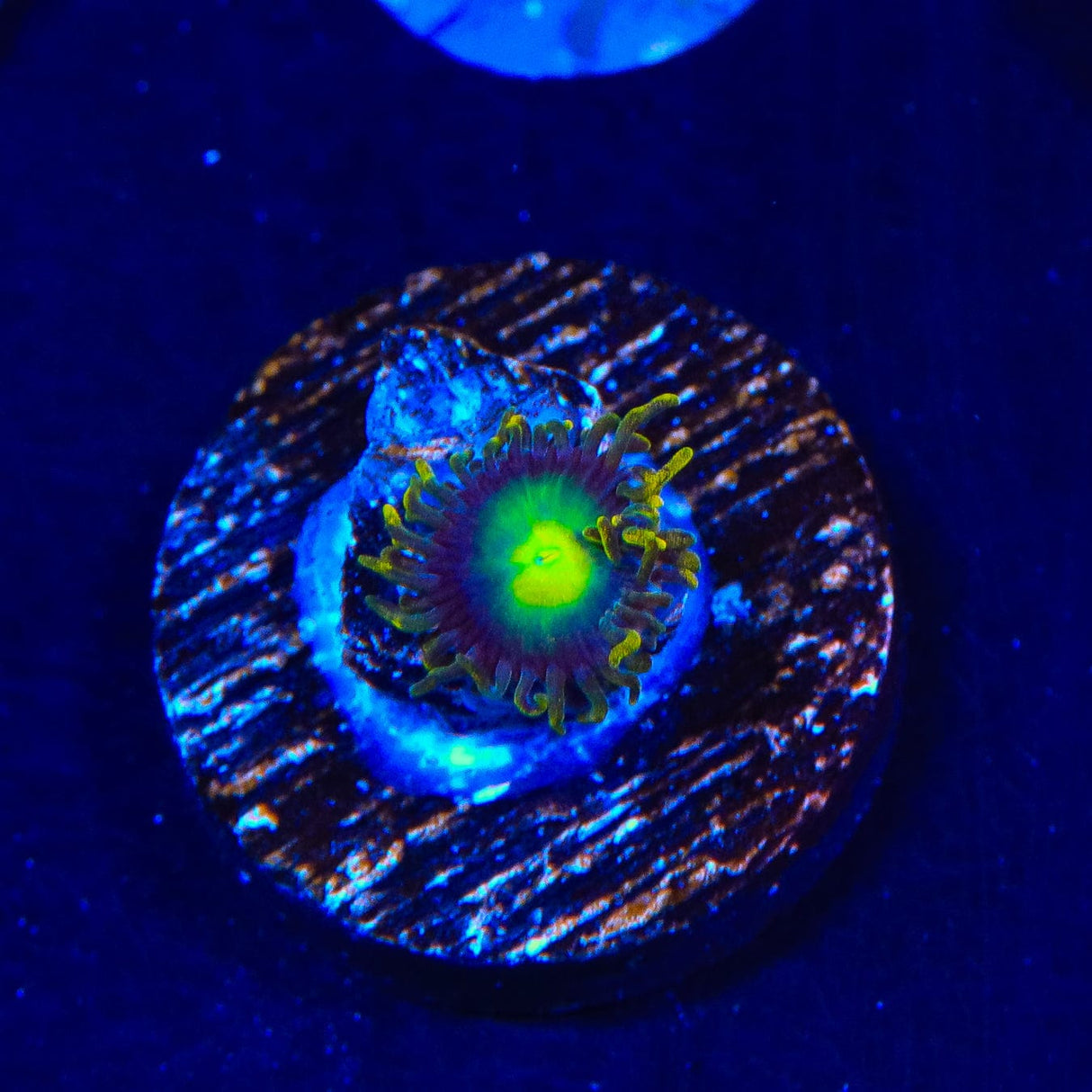 Radioactive Dragon Eye Zoanthids Coral