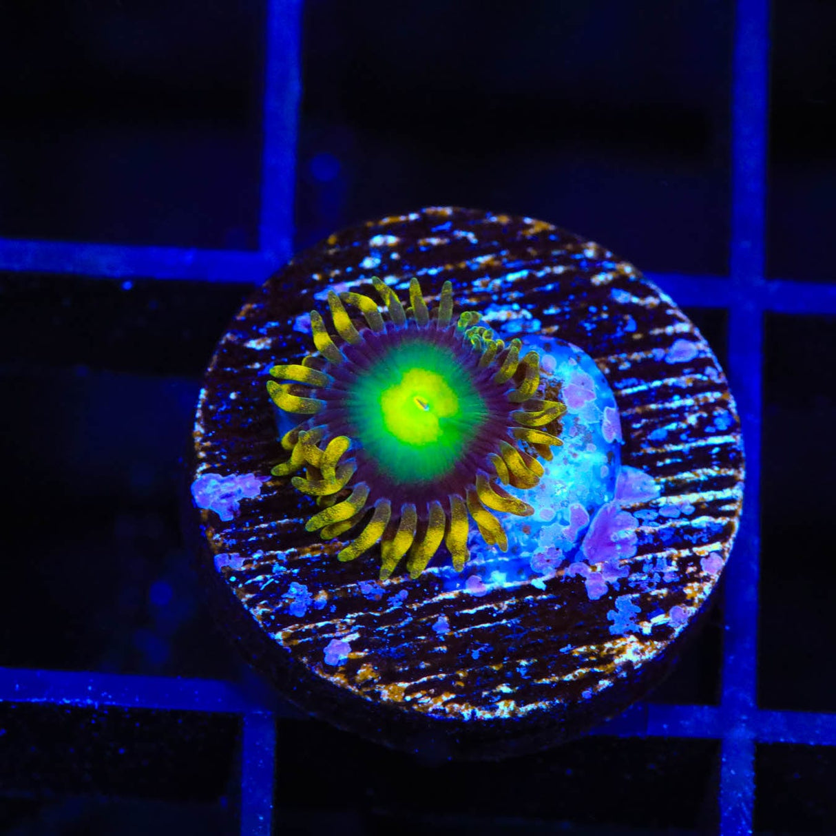 Radioactive Dragon Eye Zoanthids Coral