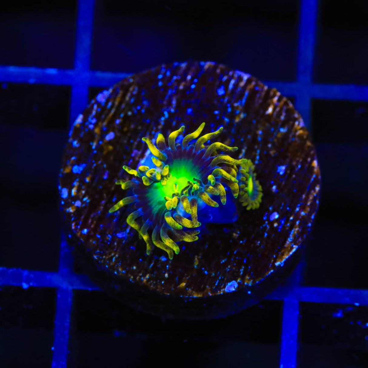 Radioactive Dragon Eye Zoanthids Coral
