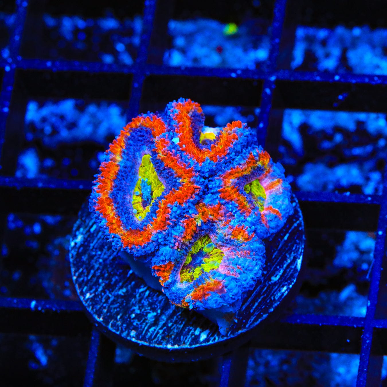 Rainbow Acan Coral
