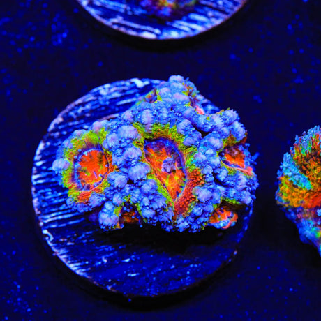 Rainbow Acan Coral