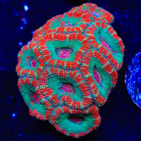 Rainbow Acan Coral