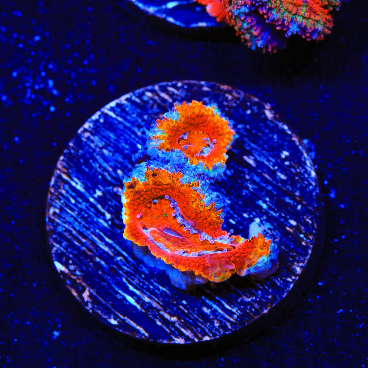 Rainbow Acan Coral