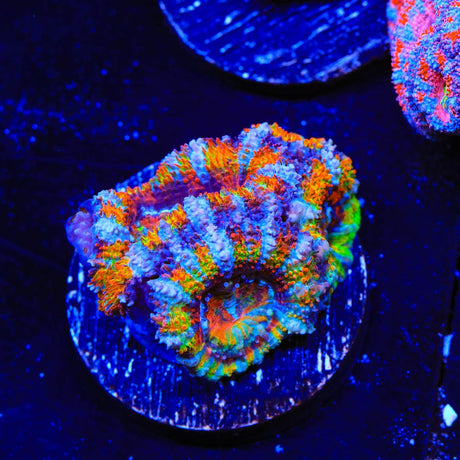 Rainbow Acan Coral