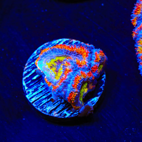 Rainbow Acan Coral