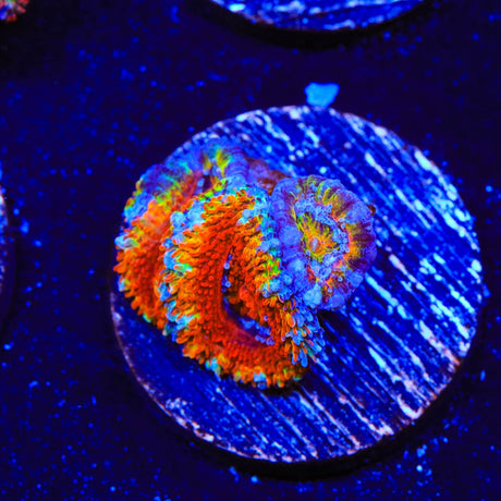 Rainbow Acan Coral