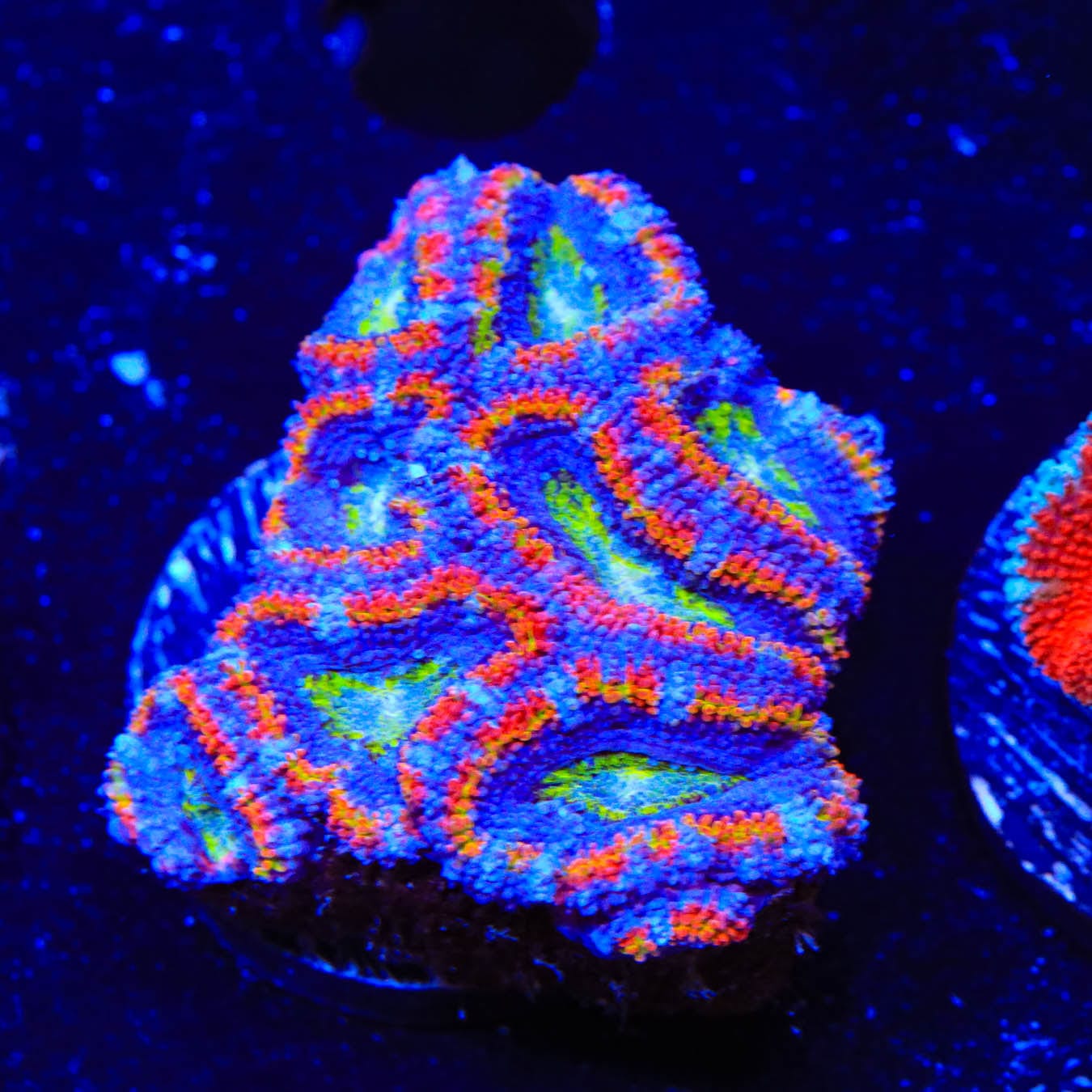 Rainbow Acan Coral
