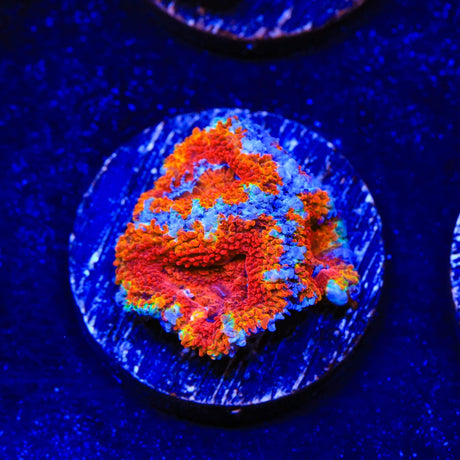 Rainbow Acan Coral