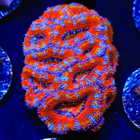 Rainbow Acan Coral