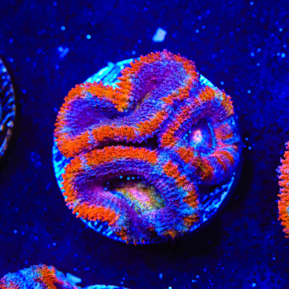 Rainbow Acan Coral