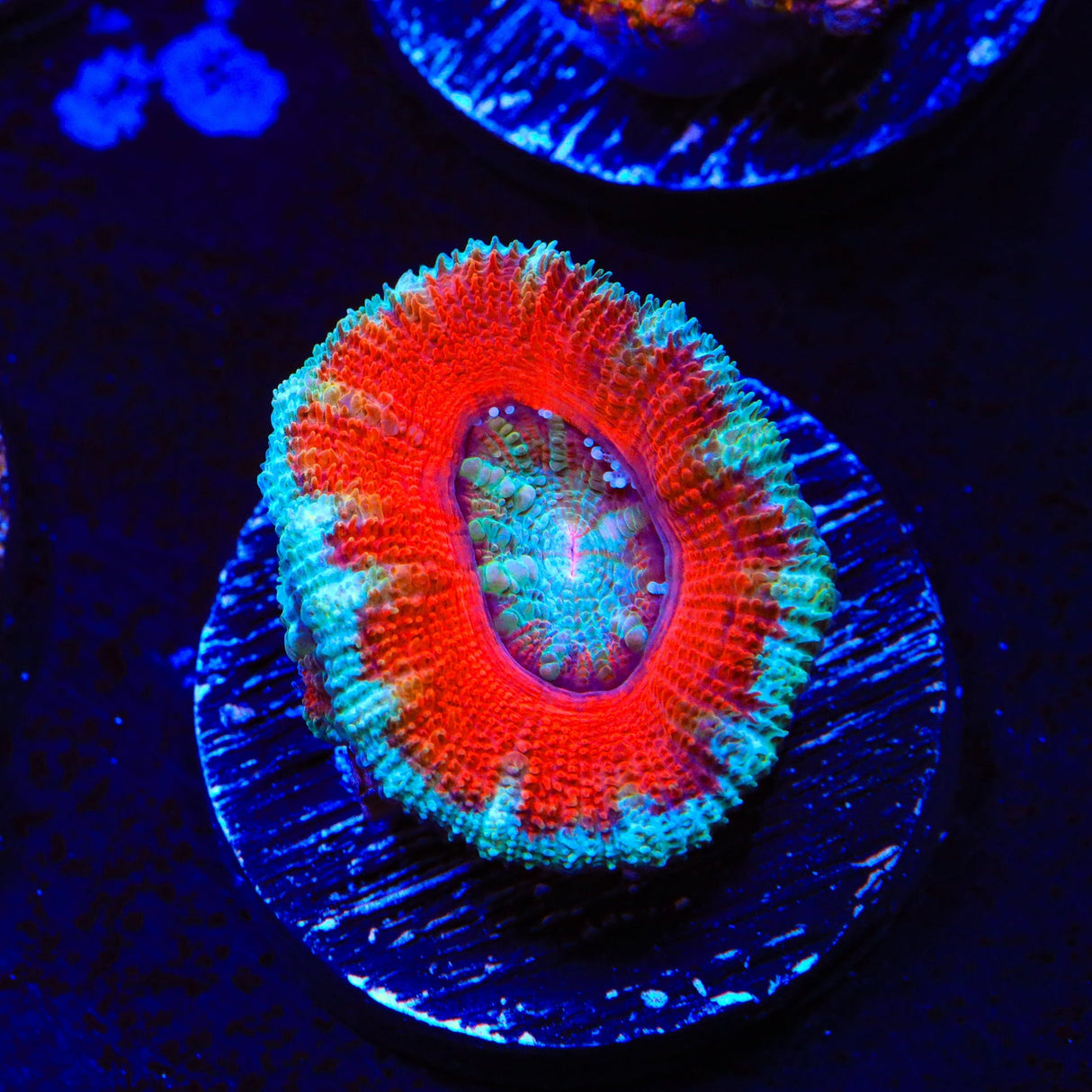 Rainbow Acan Coral
