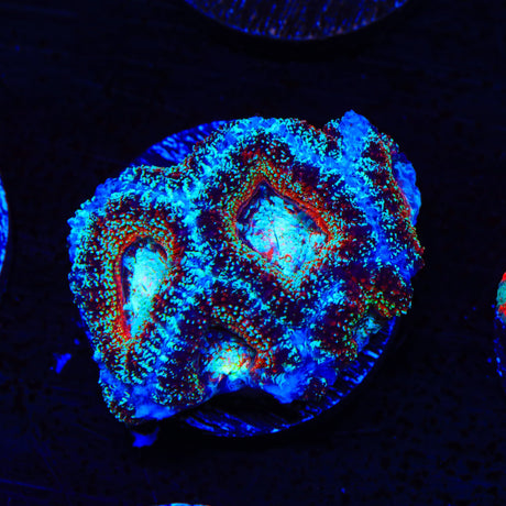 Rainbow Acan Coral
