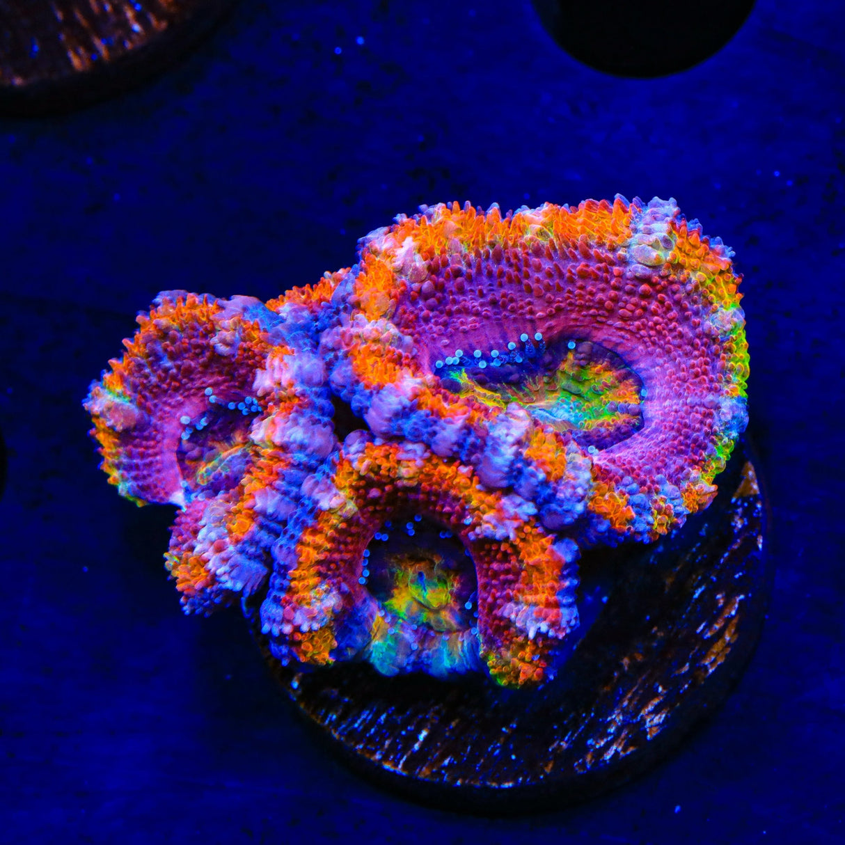 Rainbow Acan Coral