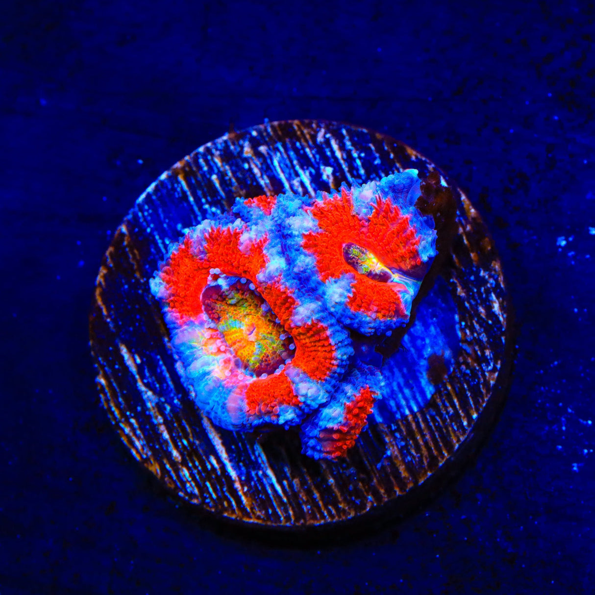 Rainbow Acan Coral