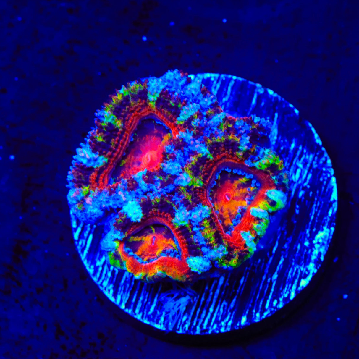 Rainbow Acan Coral