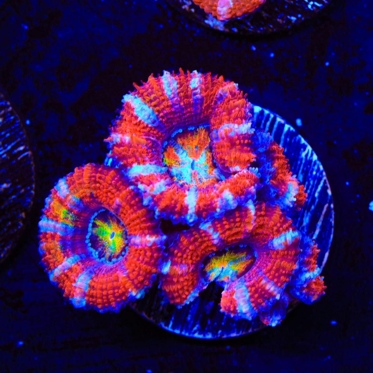 Rainbow Acan Coral