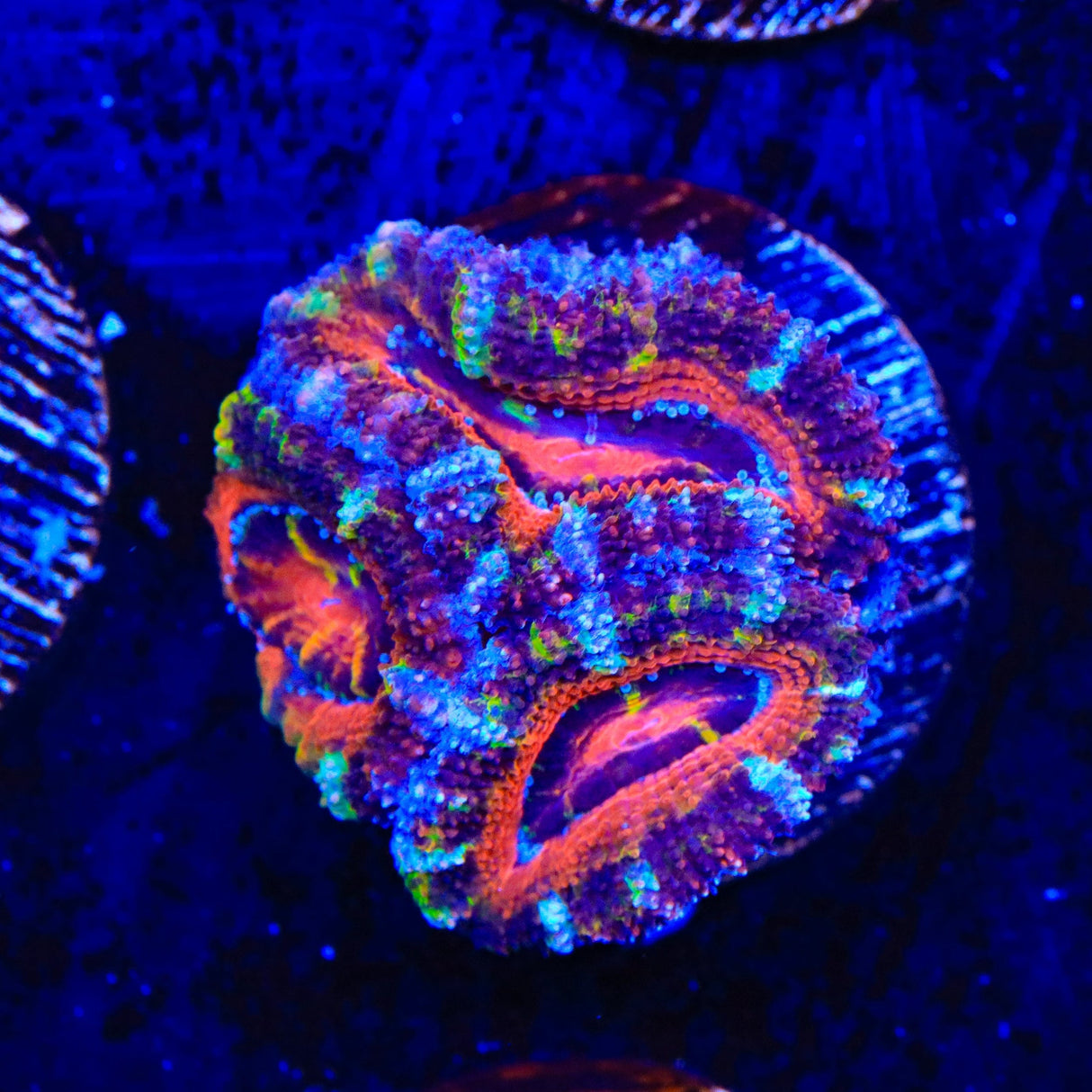Rainbow Acan Coral