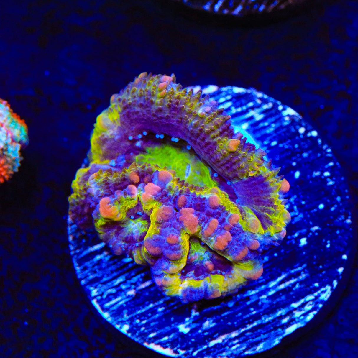 Rainbow Acan Coral