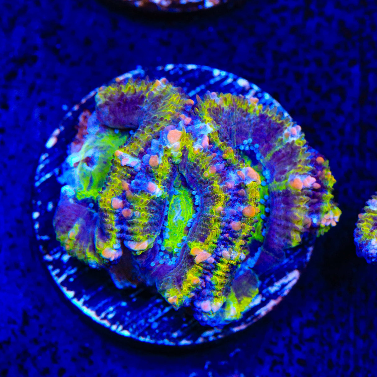 Rainbow Acan Coral