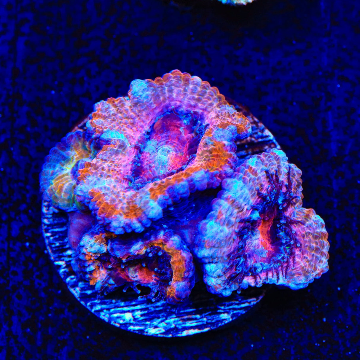 Rainbow Acan Coral