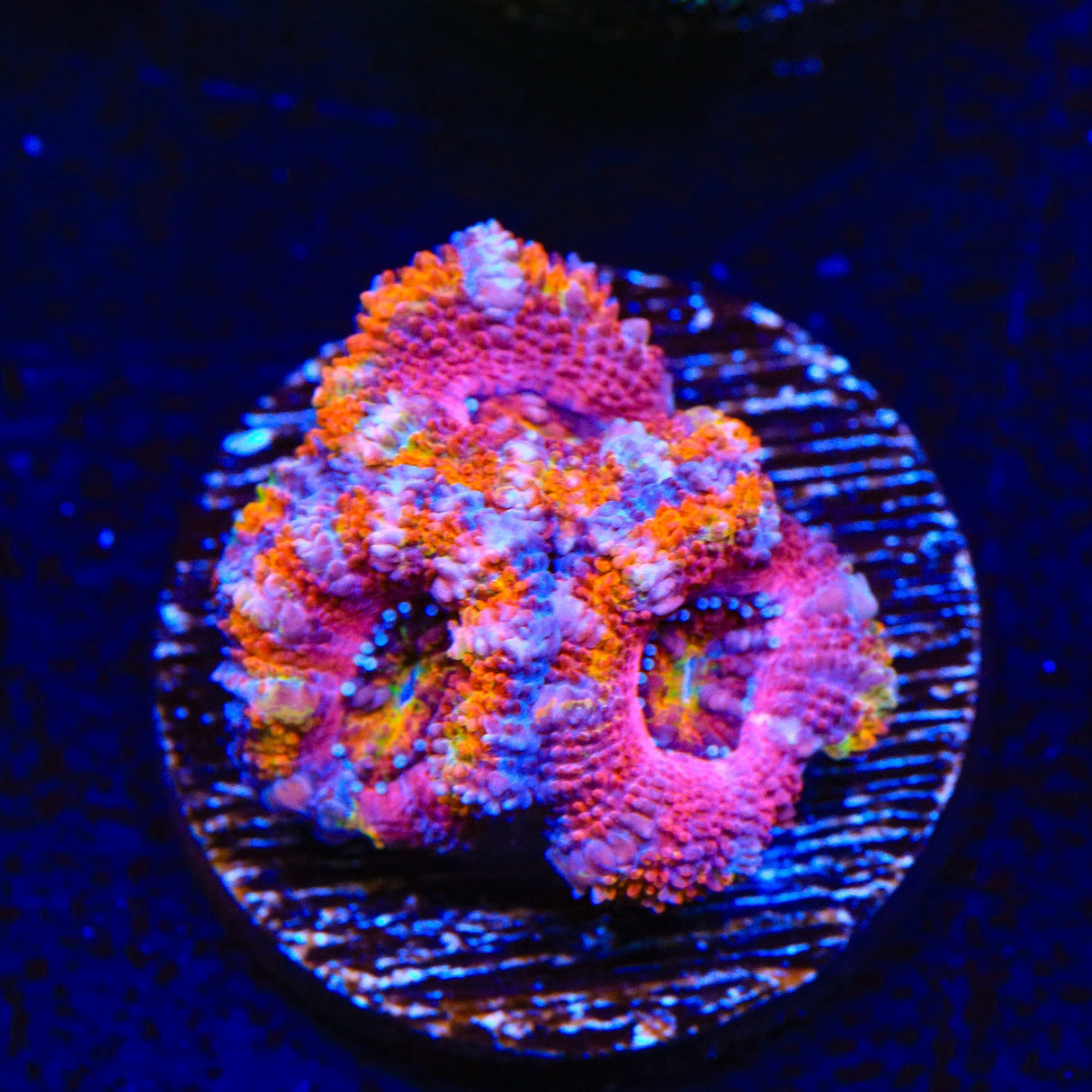 Rainbow Acan Coral