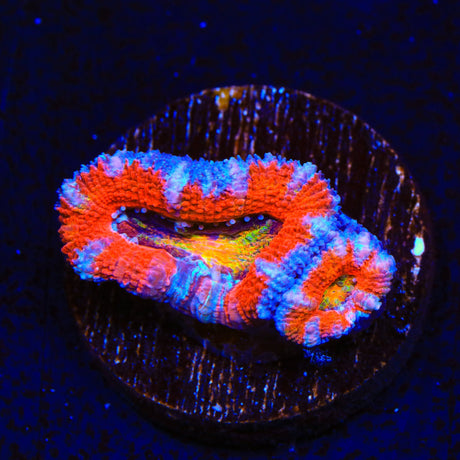 Rainbow Acan Coral