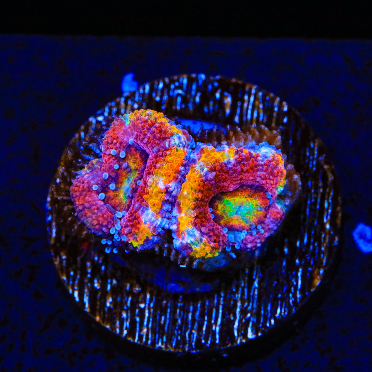 Rainbow Acan Coral