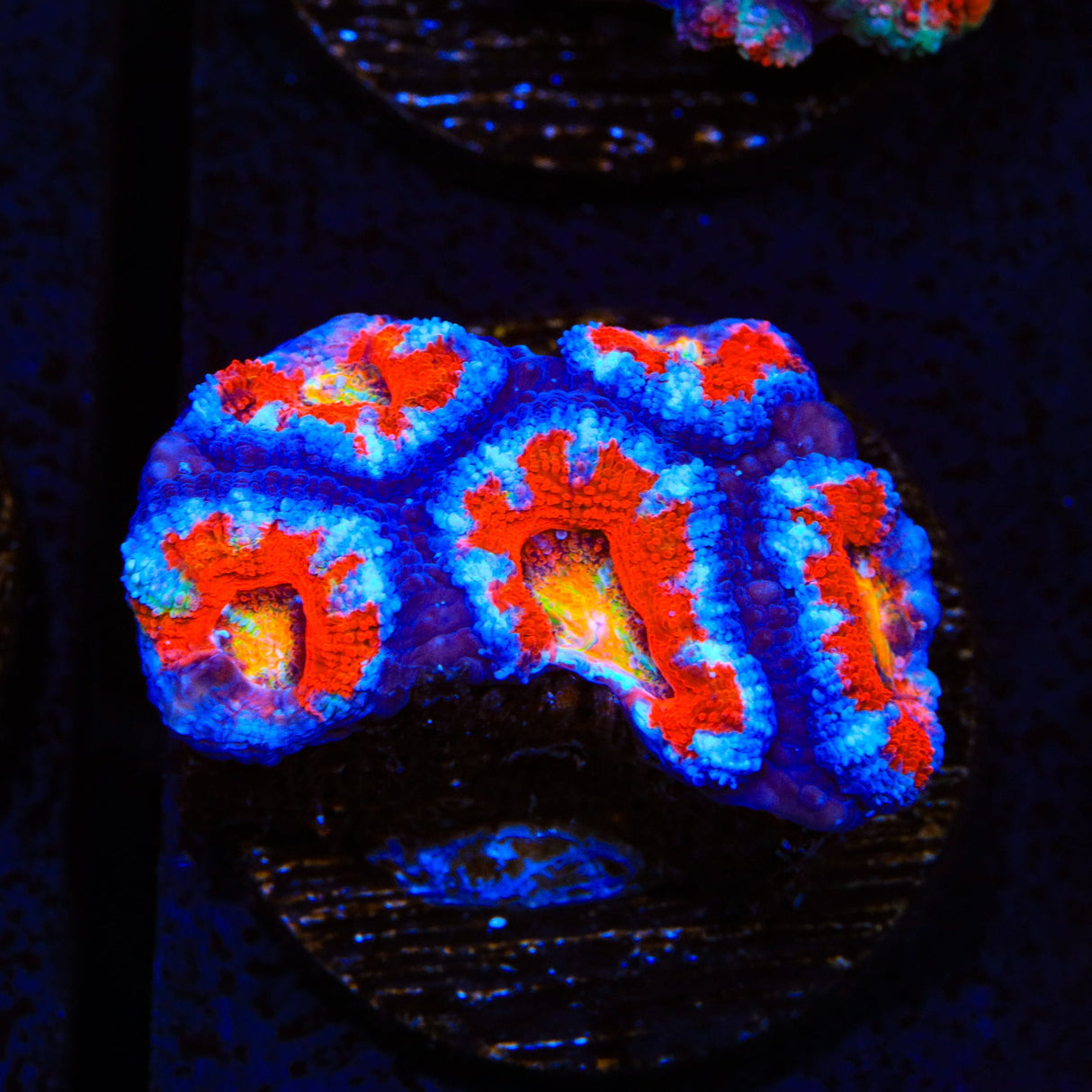 Rainbow Acan Coral